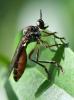 Dioctria hyalipennis